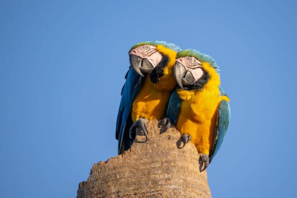 Wild Blue-and-yellow Macaws perch together on a snag
