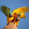 © Corey Raffel Wild Blue-and-yellow Macaws perch together on a snag