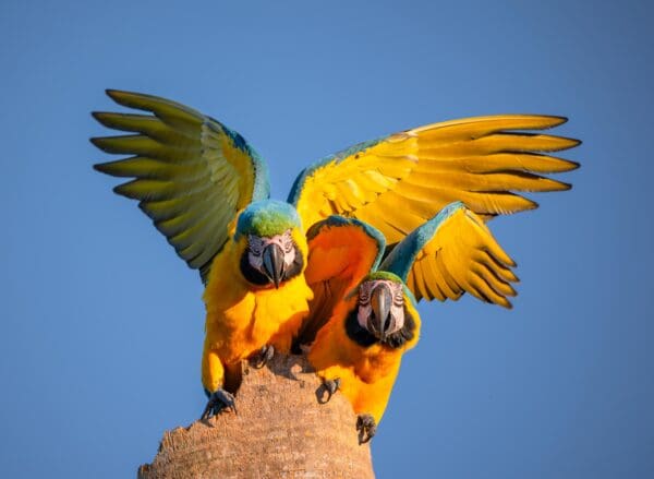 Wild Blue-and-yellow Macaws perch together on a snag