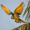 © Corey Raffel A wild Blue-and-yellow Macaw in flight