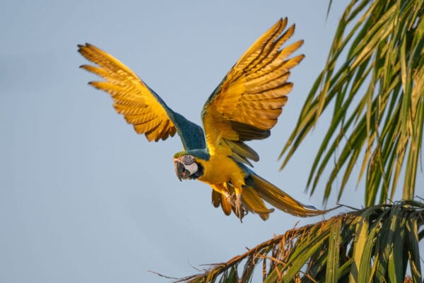 A wild Blue-and-yellow Macaw in flight