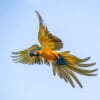 © Corey Raffel A wild Blue-and-yellow Macaw in flight
