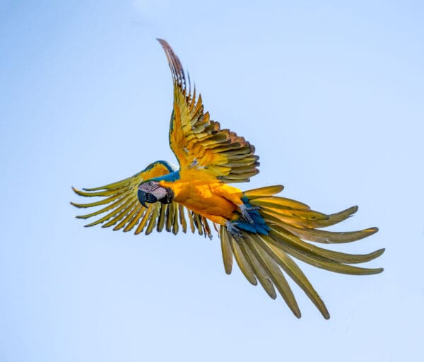 A wild Blue-and-yellow Macaw in flight