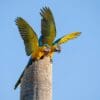 © Corey Raffel Wild Blue-and-yellow Macaws perch on a snag