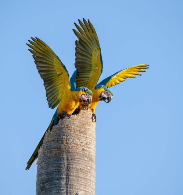 Wild Blue-and-yellow Macaws perch on a snag