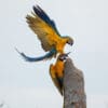 © Corey Raffel Wild Blue-and-yellow Macaws land atop a snag