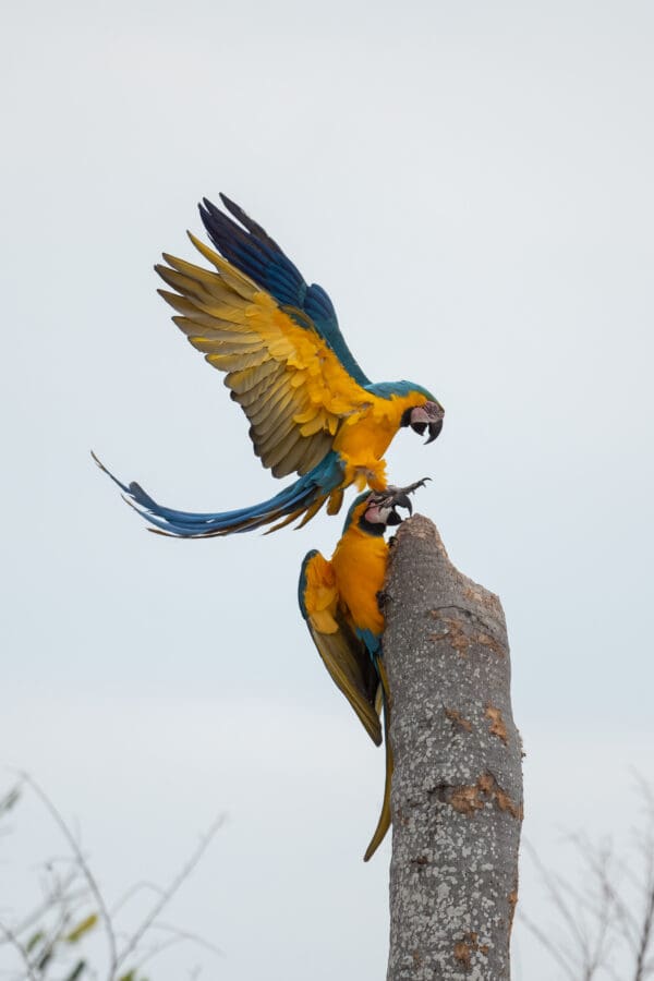 Wild Blue-and-yellow Macaws land atop a snag