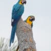 © Corey Raffel Wild Blue-and-yellow Macaws perch atop a snag
