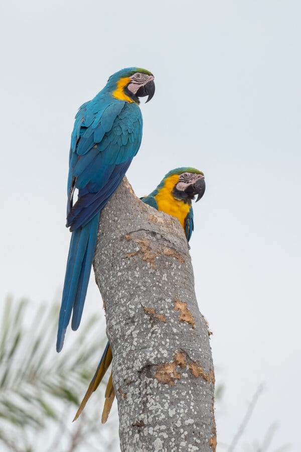 Wild Blue-and-yellow Macaws perch atop a snag