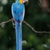 © Corey Raffel A wild Blue-and-yellow Macaw
