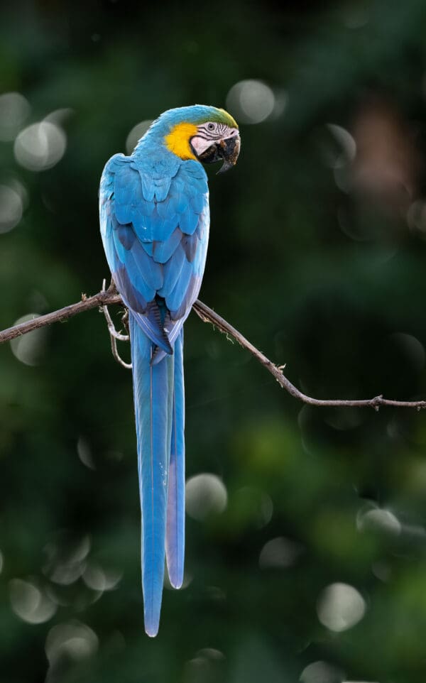 A wild Blue-and-yellow Macaw