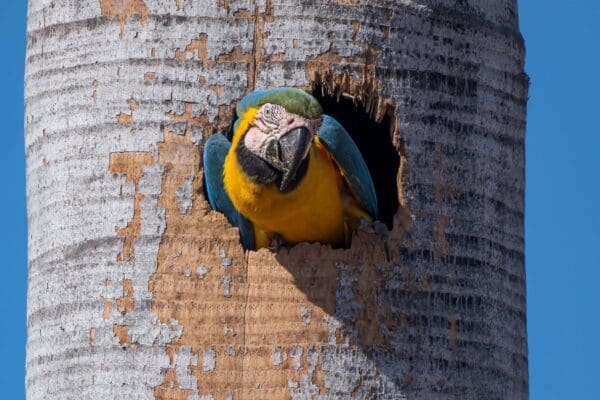 A wild Blue-and-yellow Macaw perches in a nest cavity
