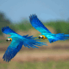 Wild Blue-and-yellow Macaws in flight