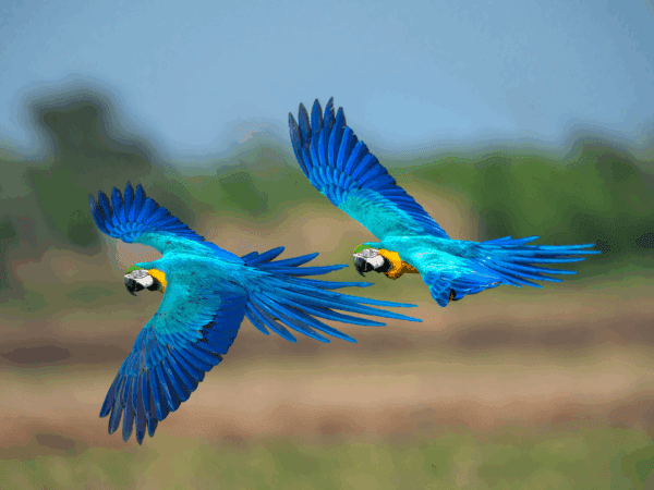 Wild Blue-and-yellow Macaws in flight