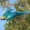 A wild Blue-and-yellow Macaw dangles in a tree