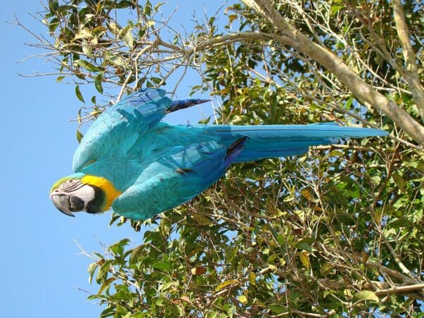 A wild Blue-and-yellow Macaw dangles in a tree