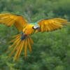 A wild Blue-and-yellow Macaw in flight