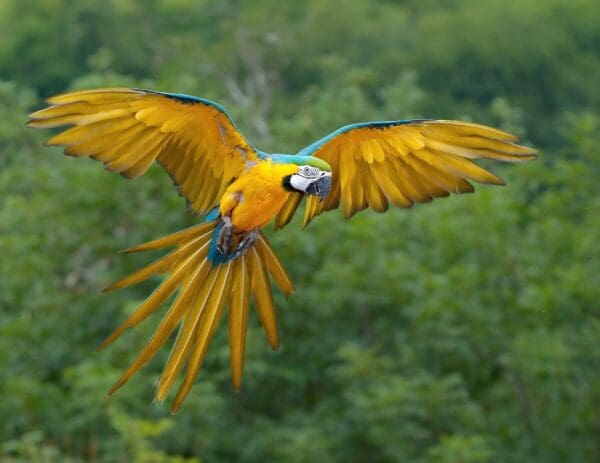 A wild Blue-and-yellow Macaw in flight