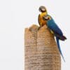 Wild Blue-and-yellow Macaws perch atop a palm tree