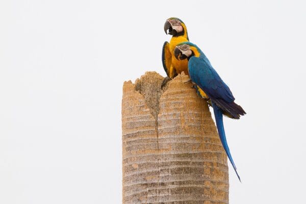 Wild Blue-and-yellow Macaws perch atop a palm tree