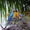 Wild Blue-and-yellow Macaws perch in a palm