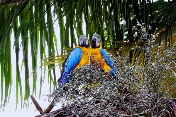 Wild Blue-and-yellow Macaws perch in a palm