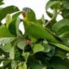 A wild Blue-crowned Conure perches in a leafy tree