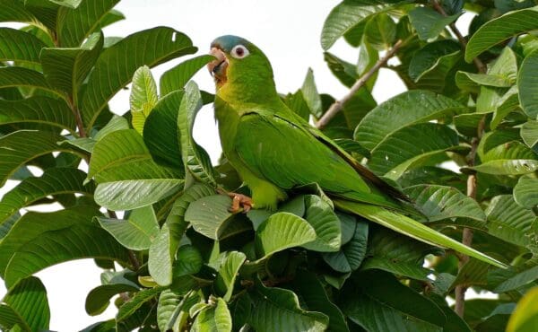 A wild Blue-crowned Conure perches in a leafy tree