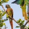 Wild Blaze-winged Conures perch in a tree