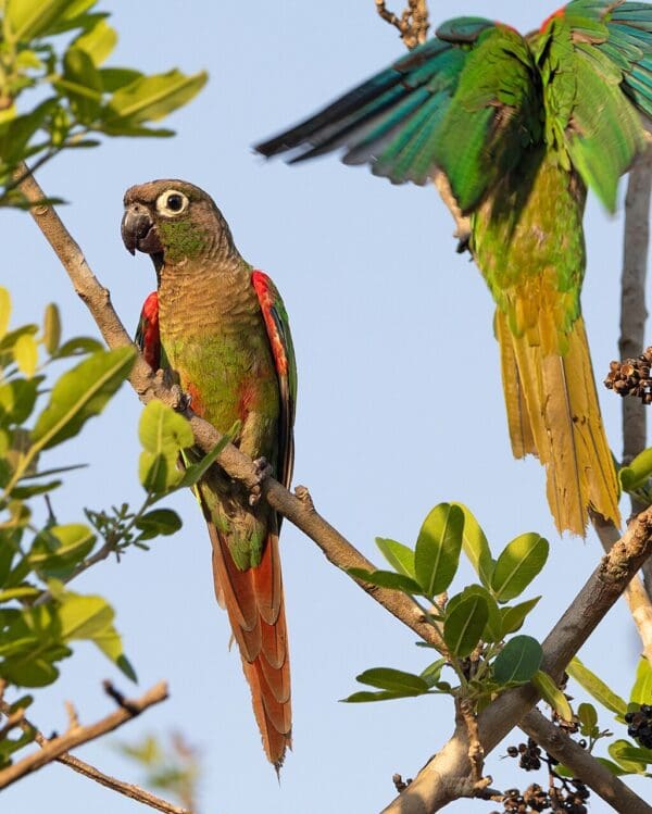 Wild Blaze-winged Conures perch in a tree