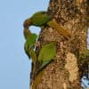 Wild Blaze-winged Conures cling to a tree trunk