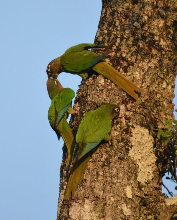 Wild Blaze-winged Conures cling to a tree trunk