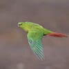 A wild Austral Conure on the wing
