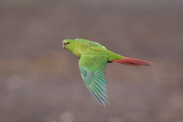 A wild Austral Conure on the wing