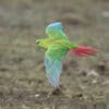 A wild Austral Conure on the wing
