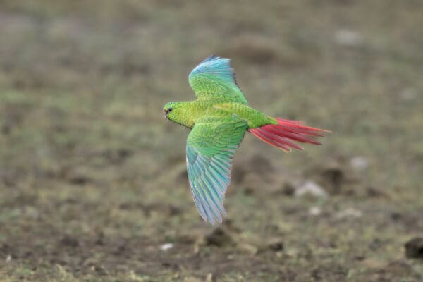A wild Austral Conure on the wing