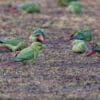 Wild Austral Conures forage on the ground