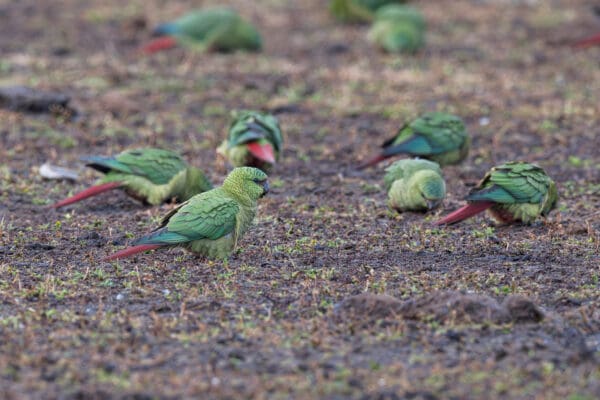 Wild Austral Conures forage on the ground