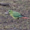 A wild Austral Conure forages on the ground