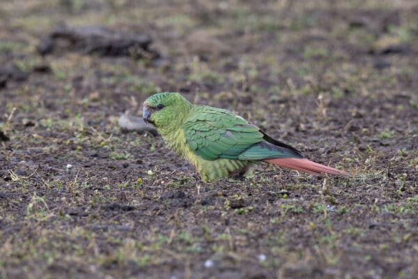 A wild Austral Conure forages on the ground