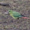 A wild Austral Conure forages on the ground