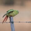 A wild Austral Conure balances on a fence post