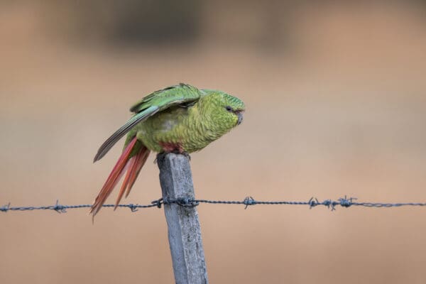 A wild Austral Conure balances on a fence post