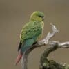 A wild Austral Conure perches on a snag
