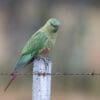A wild Austral Conure perches on a fence