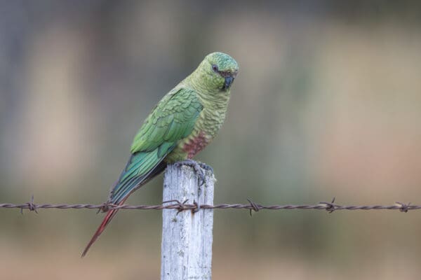 A wild Austral Conure perches on a fence