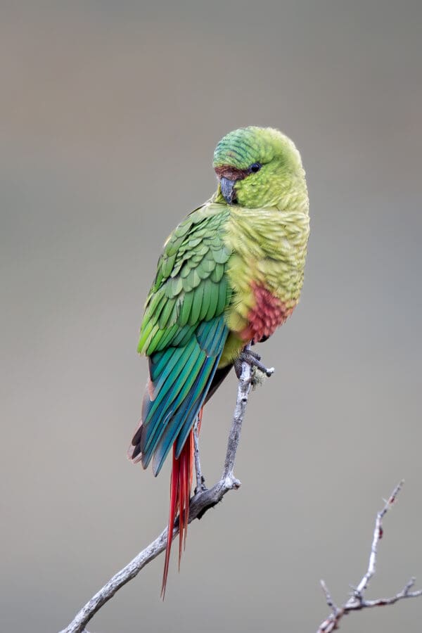 A wild Austral Conure poses