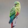 A wild Austral Conure poses