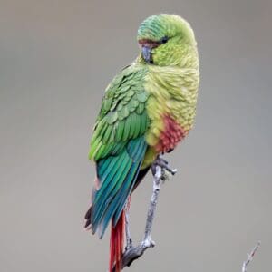 A wild Austral Conure poses