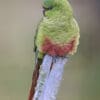 A wild Austral Conure perches on a post